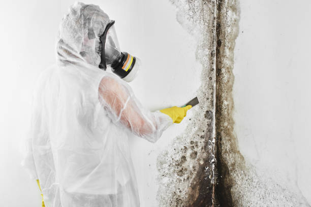 Best Mold Testing  in North Logan, UT