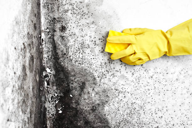 Best Professional Mold Removal  in North Logan, UT