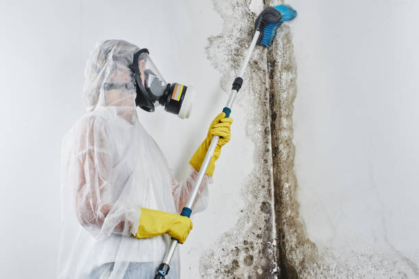 Best Fast Mold Removal  in North Logan, UT