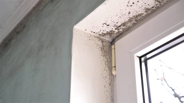 North Logan, UT Mold Removal Company
