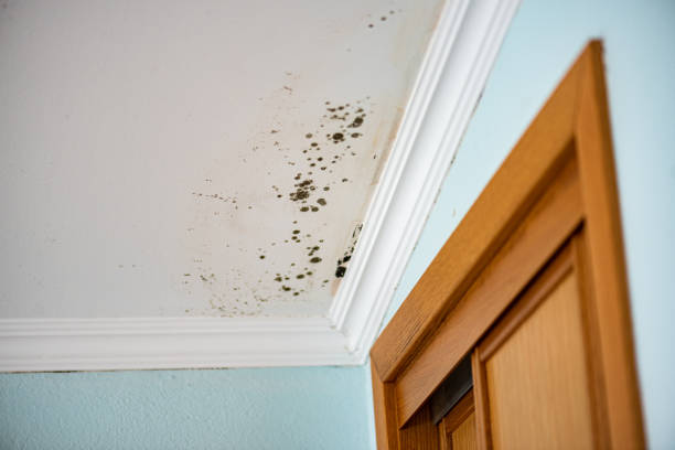 Best Crawl Space Mold Removal  in North Logan, UT