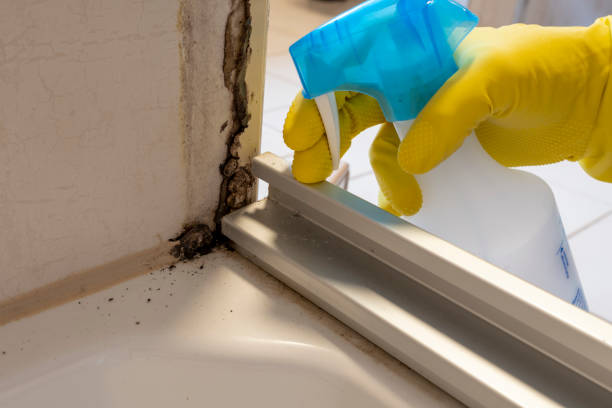 Best Emergency Mold Removal  in North Logan, UT