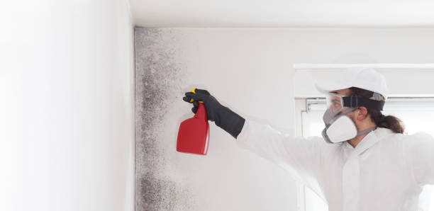 Best Mold Cleaning Services  in North Logan, UT