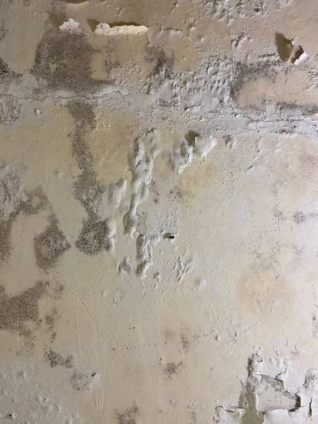 Best Home Mold Removal  in North Logan, UT