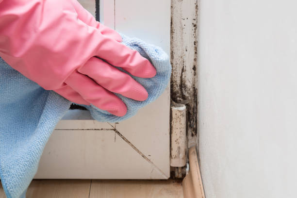 Best Fast Mold Removal  in North Logan, UT